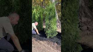 Planting Emerald Green Arborvitae Trees Part 2 of 3  landscaping planting shorts short tree [upl. by Gnauq]