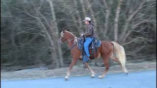 This is Willie Trail gelding for sale at McNatt Farms [upl. by Chandra]