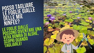 Posso tagliare le foglie delle ninfee  è giusto tagliare le foglie gialleScoprilo in questo video [upl. by Ila]