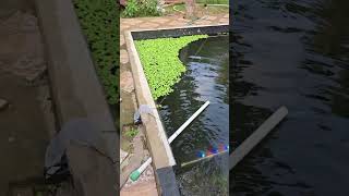 Controlling Water Lettuce Growth [upl. by Nahsez874]