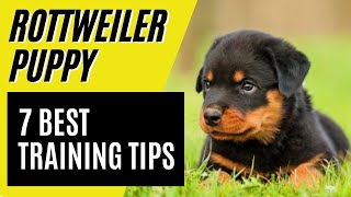 7 BEST Rottweiler Puppy Training Tips  How to train a Rottweiler [upl. by Storm]