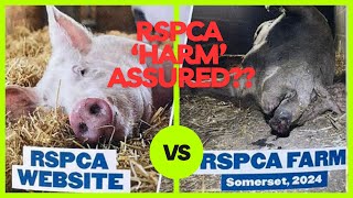 RSPCA cares for animals but new investigation shows the hypocrisy behind the hype [upl. by Killy]