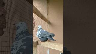 Gołębie tygrysy taka zabawa z tygryskiem z 2022 roku 😍 gołębie pigeon pigeonloft [upl. by Ackley]