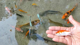 Find Colorful Ornamental fish Goldfish betta fish Catfish lobster koi fish animals Videos [upl. by Noiemad]