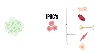 Organoids Opening new doors to the study of ovarian cancer [upl. by Steere204]