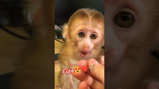 Worlds cutest little monkey❤️😍🐒viralvideo trending shorts shortvideo 2024 [upl. by Irol]