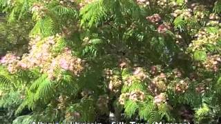 Albizia julibrissin  Silk Tree Mimosa [upl. by Niret]