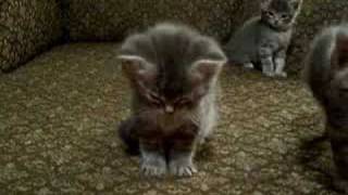 Little Kitten So Tired Cutest vid ever [upl. by Vihs]