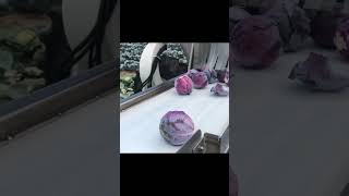 Harvesting Red Cabbage  HighTech Cabbage Harvest shorts farming agriculture satisfying viral [upl. by Lemraj]