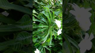 🌻☆⁵•¹◇³⁴⁵ ▪︎ Nag Champa Fiddle Leaf Plumeria Plumeria pudica  Observed in Description [upl. by Abana]