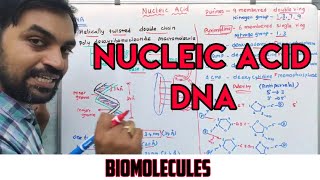 Nucleic acid  Structure of DNA  Biomolecules [upl. by Innor]