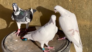 Breeding racing pigeons [upl. by Mcripley]