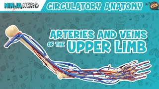 Circulatory System  Arteries amp Veins of the Upper Limb  Vascular Arm Model [upl. by Assirk350]