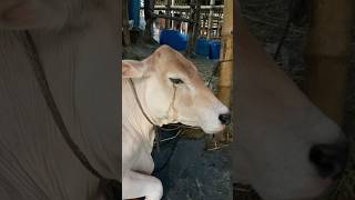 গরু guru cow goru amba hamba cow videos gorur video guru guru goro guru tiktok গরুর goluviral [upl. by Nrubyar697]