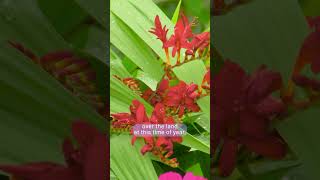 Gardeners World 2023 episode 19 [upl. by Hanahs21]