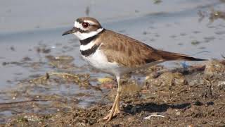 Chorlo Tildío Charadrius vociferus [upl. by Adlay94]