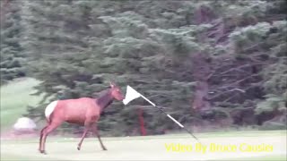 Elk Attacks Flag On Golf Course [upl. by Nnilsia623]