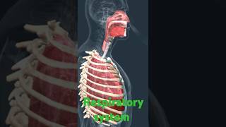 Respiration of lungshow to process respiration 3d AnimationshortsKnowPathologicalVideos [upl. by Sana]