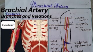 Brachial Artery with 3D visualisations 1st year MBBS  Origin Relations and Branches  Explained [upl. by Rehttam]