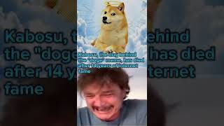 Rip Doge doge meme death memes [upl. by Nnylirret]