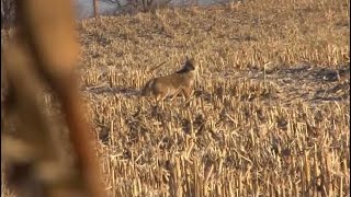 COYOTE HUNTING Rabbit In Distress [upl. by Allicsirp245]