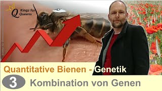 Bienen  Zucht und quantitative Genetik  Teil 3 Kombinationseignung von Genen [upl. by Nola]