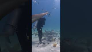 Sharks surround diver at Tiger Beach Bahamas shorts diving underwater [upl. by Enytsirk]