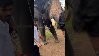 അയ്യപ്പനെ കാണാനെത്തിയ ഇക്കയും പിള്ളേരും  shimil  ayyappan  elephant animals love [upl. by Fiore625]