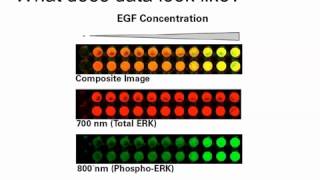 Rethinking the Traditional Western Blot with Wntbeta‑Catenin Pathway Example [upl. by Nnazus371]