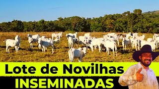 Lote de 64 Novilhas nelore Inseminadas na Fazenda [upl. by Lunette]