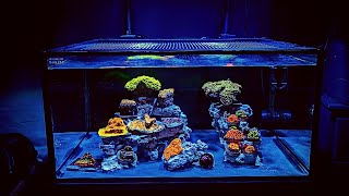 Adding Coral to Nano Reef Tank Skimmerless  Nuvo 25 Episode 2 [upl. by Eibbob]