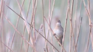 Locustelle luscinioïde  Locustella luscinioides  Savis Warbler [upl. by Schreib114]