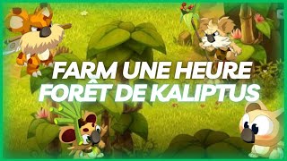 DOFUS Farm UNE HEURE la FÃ´ret de Kaliptus 5  Montagne des Koalaks [upl. by Delano]