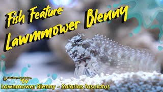 Fish Feature Lawnmower Blenny  Salarias fasciatus [upl. by Saltsman586]