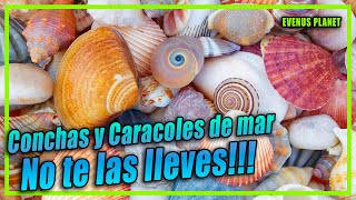 Conchas y Caracoles de Mar No te los lleves a casa [upl. by Leopoldine820]