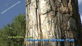 Petrified tree in Yellowstone National Park [upl. by Greff]