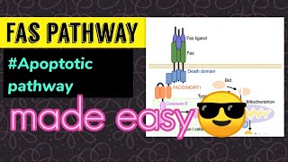 Fas Pathway Extrinsic Apoptotic pathway [upl. by Lepper]