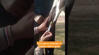 Intravenous injection in goat veterinary doctors how to use vet injection veterinary shorts [upl. by Whall]