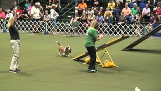 Diesel the Basset Hound at the 2015 AKC Agility Invitational [upl. by Arlyne]