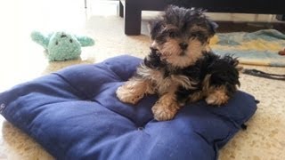 2 month old Morkie puppies playing [upl. by Baynebridge]