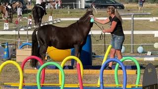 📅 HIGHLIGHT  Camino auf einem Freizeitreitturnier in einer Gemütsprüfung🐴🥰 [upl. by Gratianna]