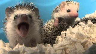 Baby Hedgehog Yawns HD Original [upl. by Eellac]