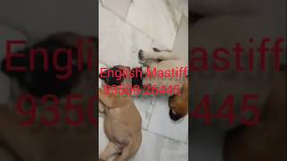 English Mastiff India Sale Male amp Female Puppy BestDogsDealsIndia [upl. by Presber704]