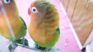 Smart talking parrot fischer lovebirds [upl. by Anreval]