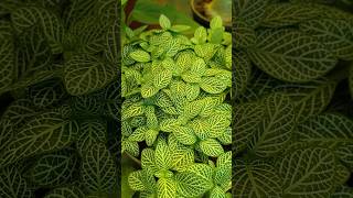 Discover the Mysteries of FITTONIA PLANT Care 🌿fittonia gardening beautiful houseplants shorts [upl. by Rodrich]