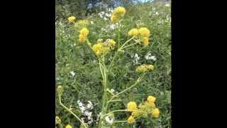 Asafoetida Herb amp its health Benefits [upl. by Wylde337]