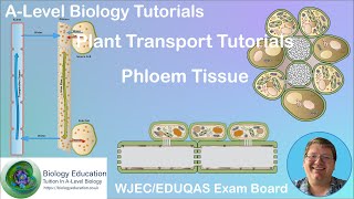 Phloem Tissue AS Biology WJEC EDUQAS [upl. by Krystle]