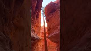 Navajo Loop Trail  Stunning Hike in Bryce Canyon National Park [upl. by Anivel504]