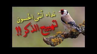 تغريد انثى الحسون لتهييج الذكر ⁄ Lappel de la femelle pour motiver le chardonneret à chanter [upl. by Nevin]