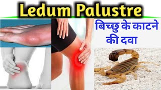 Ledum Pal II Ledum Palustre II Ledum Pal Homeopathic Medicine II Ledum Palustre Homeopathy [upl. by Alliehs]